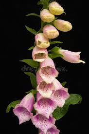 Foxglove Flowers On Black A Close Up Image Of A Foxglove Flower Digitalis Purp Aff Image Foxglove Flowe Botanical Flowers Beautiful Flowers Foxglove