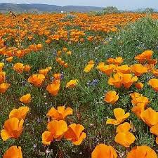 Image result for Eschscholzia