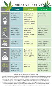Image result for Cannabis sativa