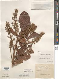 Image result for Eriocoelum microspermum