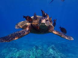 Waters are most common near puerto rico, the u.s. Sea Turtles On Maui Facts