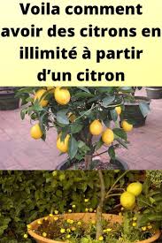 Epingle Sur Potager De Balcon