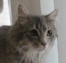 Silver C130043 Is An Adoptable Domestic Medium Hair Cat In Edina Mn Name Silver Age 6 Months Gender Female Breed Dlh Gray Cats Dog Friends Cat Adoption