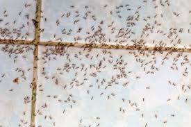 We provide reliable service with the best rates in town. Ant Removal Ant Control Services Melbourne Pestline
