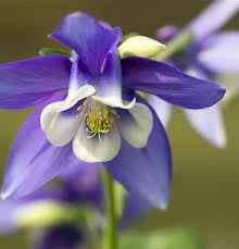 Image result for Aquilegia flabellata ministar