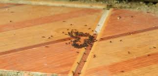 Die ameisen kommen von draußen, nicht von den eingeschleppten sachen. Ameisen Bekampfen Was Hilft Gegen Ameisen In Haus Und Wohnung