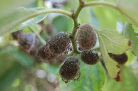Image result for Broussonetia papyrifera