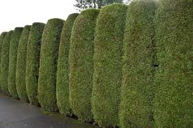 Privacy fences have multiple functions. Trees For Privacy How To Create Your Private Sanctuary