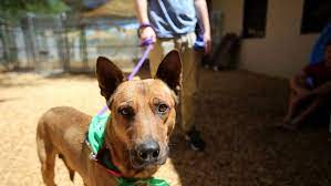 Services may include sitting services, specialized bedding and dog walking. 79 Pets Find Homes At National Clear The Shelters Event In Palm Springs