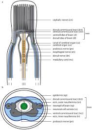 Here presented 50+ central nervous system drawing images for free to download, print or share. Schematic Drawings Of The Nemertean Central Nervous System A Dorsal Download Scientific Diagram