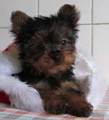 To help you on your puppy search, you can enter your location and any information about the type of dog you're looking for such as breed and size. Yarrabell Yorkies Yorkshire Terrier Breeder Brisbane Qld