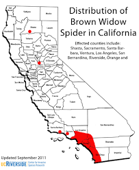 Cisr Brown Widow Spider