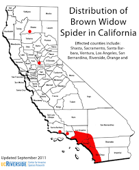 cisr brown widow spider