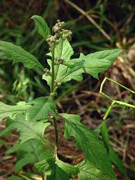 Image result for Bothriocline quercifolia
