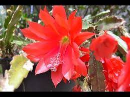 So first and foremost that's what you need; Sowing Epiphyllum Cactus Plants From Seed The Orchid Cacti Youtube