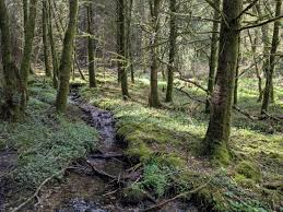 Image result for Dark Forest Green 1986 Fleet