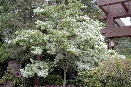 Photo from here black ash tree leaves. White Fringe Tree