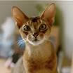 Southern California Abyssinian Rescue | S.C.A.R.