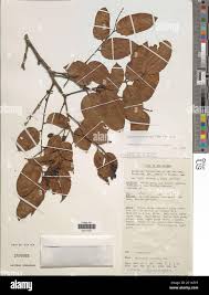 Image result for Pericopsis