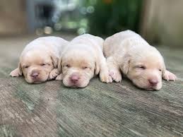 English lab puppies for sale in georgia. Champagne Lab Puppies For Sale Silver And Charcoal Kennels
