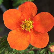 The royal horticultural society is the uk's leading gardening charity. Potentilla Fruticosa Hopley S Orange 3l Cowell S Garden Centre Woolsington