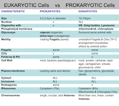 prokaryotic cells vs eukaryotic cells the health syndrome