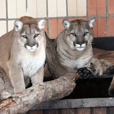 Der gepard war namenspatron der ersten hauptversion, mac os x 10.0, und auch die zweite hauptversion wurde nach einer großen kleinkatze benannt, dem puma. Das Pfeifen Der Pumas Berliner Morgenpost