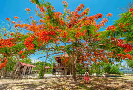 Maybe you would like to learn more about one of these? Selain Untuk Memperindah Kota Bunga Pohon Flamboyan Sangat Berkhasiat Bagi Kesehatan Portalhijau Com