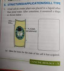 Name an animal cell which does not. Name Any One Feature Of This Plant Cell Which Is Not Present In An Animal Cell Brainly In