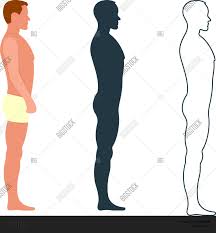 Male Female Anatomy Vector Photo Free Trial Bigstock