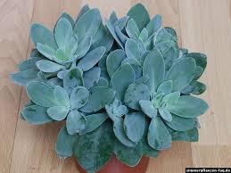 Senecio Cephalophorus Gartencontainer Pflanzen Kakteen Und Sukkulenten