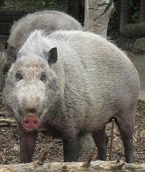 Need the translation of babi hutan in english but even don't know the meaning? Bearded Pig Media Encyclopedia Of Life