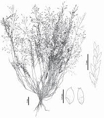 Image result for Eragrostis pilosa