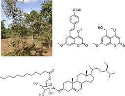 Image result for Monotes africanus