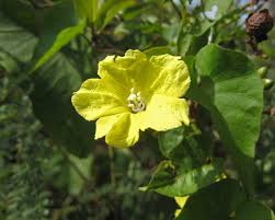 Image result for Merremia verecunda