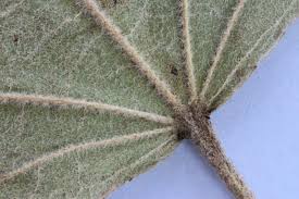 Image result for Triumfetta amuletum