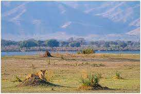A Lioness Rests On A Mound In Mana Pools National Park In Zimbabwe Photo By Africa Travel Beautiful Places Victoria Falls Africa Sunset Landscape Photography
