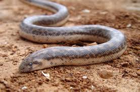 It must be the most derpy looking reptile. List Of Erycine Species And Subspecies Wikipedia
