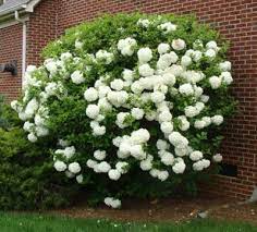 Snowball Viburnum Bush Snowball Viburnum Viburnum Bush Hydrangea Not Blooming