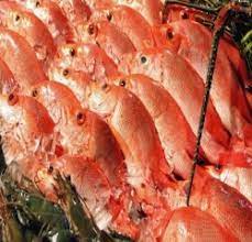 Cara mengolah ikan pun tidak ribet seperti metode tim atau kukus. Kandungan Kalori Ikan Kakap Merah Fresh Fish Center
