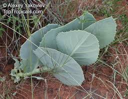 Image result for Cyphostemma adenocaule