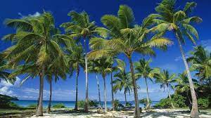 Interesting Facts About Palm Trees Just Fun Facts
