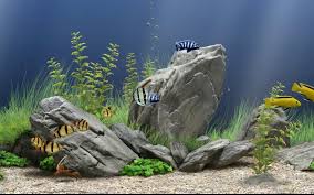 Itulah sejumlah tema komputer untuk windows 10, windows 7, dan windows 8.1 yang bisa kamu download secara gratis. Download Wallpaper Aquarium Bergerak Untuk Windows Dream Aquarium 1600x1000 Download Hd Wallpaper Wallpapertip