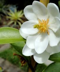 Image result for Pupalia grandiflora