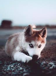 Karola Ii Adli Kullanicinin Entre Chien Et Loup Panosundaki Pin Mavi Kopek Yavru Kopek Evcil Hayvanlar