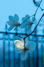 Black And Sky Blue Flowers My Favorite Colors Angi This Notice Is To Inform Any And All Tumblr Users I Lay No Claim As Light Blue Flowers Blue Flowers Light Blue Roses