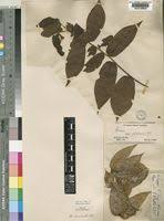 Image result for Uvaria acuminata