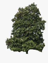 Southern Magnolia Tree Cutout Southern Magnolia Full Grown Hd Png Download Kindpng Use esta imagen png southern magnolia transparente transparente hd para sus proyectos o diseños personales. southern magnolia tree cutout