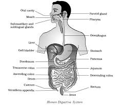 Digestion Absorption Practically Study Material