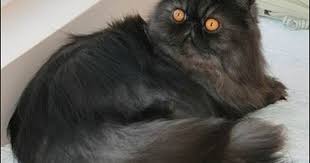 Black And White Persian Cat Short Hair Black Smoke Persian Persian Kittens Persian Cat Himalayan Cat